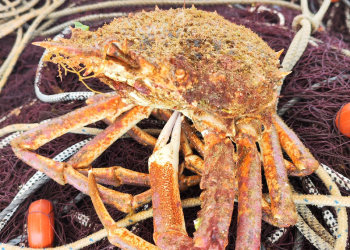 Ejemplar de Maja squinado. Imagen facilitada por el Grupo de Acción Local de Ibiza y Formentera.