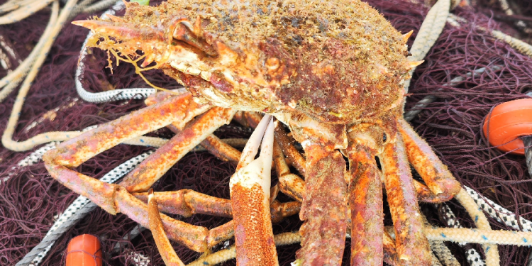 Ejemplar de Maja squinado. Imagen facilitada por el Grupo de Acción Local de Ibiza y Formentera.