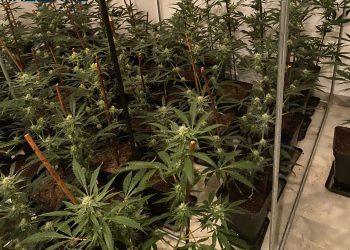 La plantación de marihuana intervenida. Foto Policía Nacional