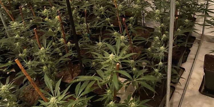La plantación de marihuana intervenida. Foto Policía Nacional