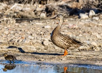 La mamá pata con el único patito que queda. Fotos Paco Natera