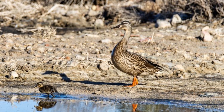 La mamá pata con el único patito que queda. Fotos Paco Natera