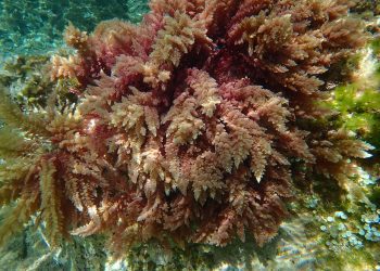 La Asparagopsis taxiformis es una de las especies de macrófitos marinos tropicales presentes en el mar Mediterráneo. / Carlos Alejandro Morell