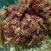 La Asparagopsis taxiformis es una de las especies de macrófitos marinos tropicales presentes en el mar Mediterráneo. / Carlos Alejandro Morell