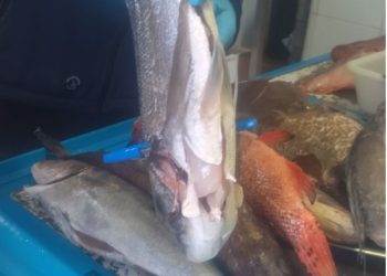 Un ejemplar de dorada con orificio de entrada y salida (han metido un bolígrafo para comprobarlo), junto a otros ejemplares también capturados presumiblemente con arpón. Foto Consell de Ibiza