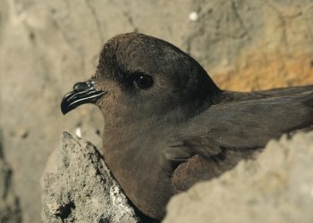Imagen de un paíño de SEO/BirdLife, la Sociedad Española de Ornitología.