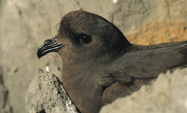 Imagen de un paíño de SEO/BirdLife, la Sociedad Española de Ornitología.