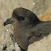 Imagen de un paíño de SEO/BirdLife, la Sociedad Española de Ornitología.