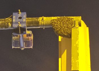 El enjambre, instalado en un semáforo de la avenida de España.