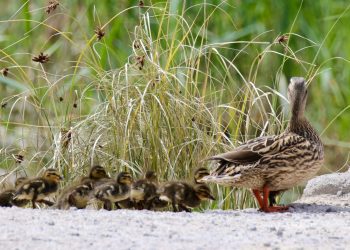 Una pata y sus patitos, en Ses Feixes des Prats de ses Monges de Ibiza. Fotos Paco Natera