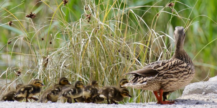 Una pata y sus patitos, en Ses Feixes des Prats de ses Monges de Ibiza. Fotos Paco Natera