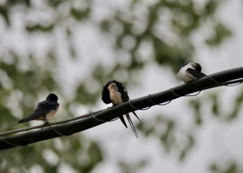 Golondrinas refugiadas de la lluvia en Ibiza. Foto: Paco Natera