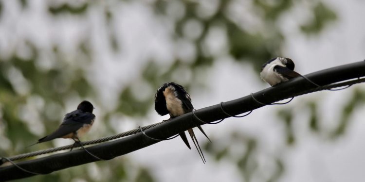 Golondrinas refugiadas de la lluvia en Ibiza. Foto: Paco Natera