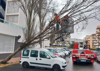 Intervención de los bomberos para retirar el árbol. Fotos: Bombers d'Eivissa