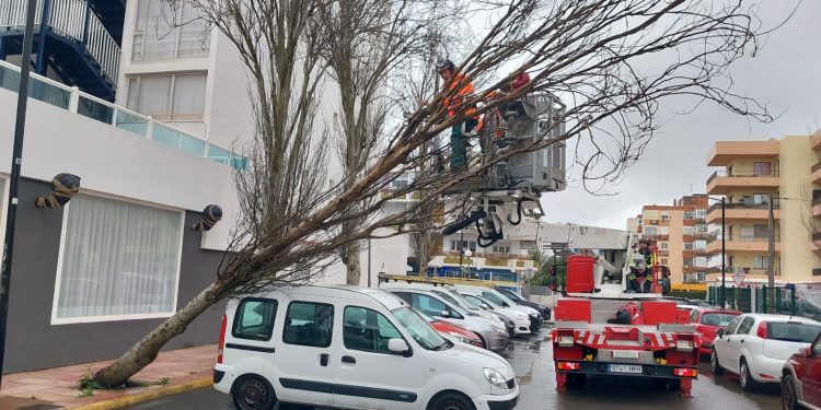 Intervención de los bomberos para retirar el árbol. Fotos: Bombers d'Eivissa