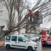 Intervención de los bomberos para retirar el árbol. Fotos: Bombers d'Eivissa