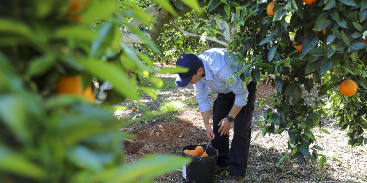 Imagen de archivo de cultivo de cítricos en Can Marines