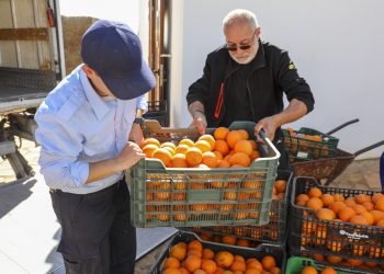 Naranjas de la finca de Can Marines desti