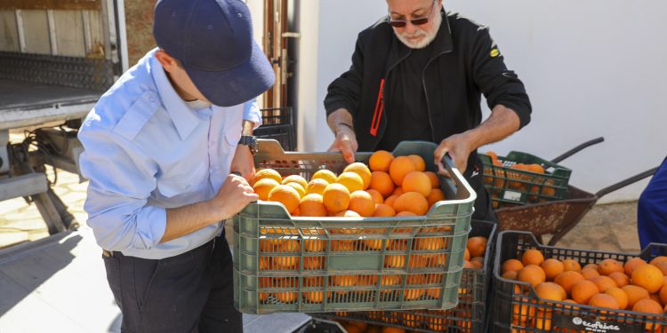 Naranjas de la finca de Can Marines desti