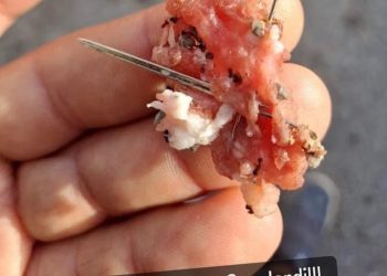 Imagen de un trozo de carne con agujas, compartida por la Clínica Veterinaria San Jorge.