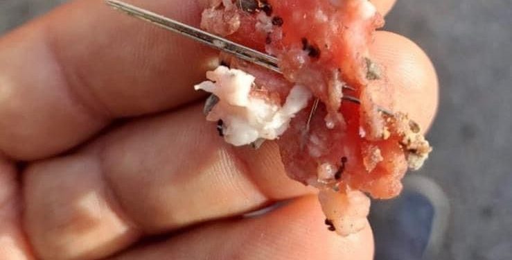 Imagen de un trozo de carne con agujas, compartida por la Clínica Veterinaria San Jorge.