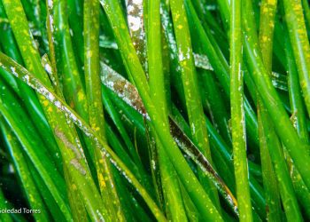 Posidonia oceánica. Foto: Soledad Torres / GEN-GOB