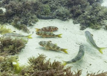 Salmonetes de fango. Foto: Diego Delso (Wikipedia).