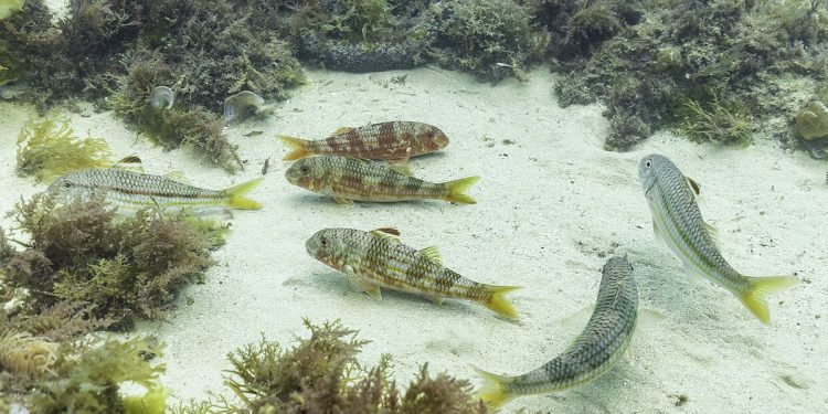 Salmonetes de fango. Foto: Diego Delso (Wikipedia).