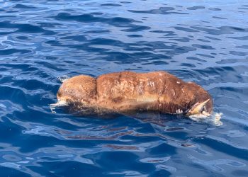 Imagen compartida por Salvamento Marítimo en sus redes sociales.