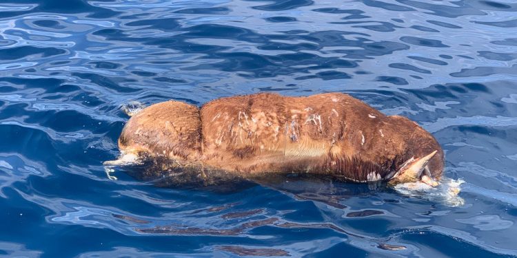 Imagen compartida por Salvamento Marítimo en sus redes sociales.