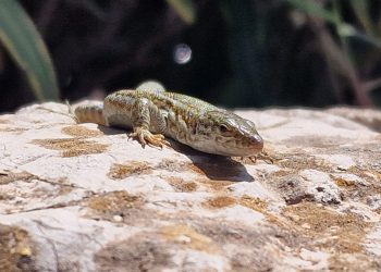 Una lagartija ibicenca, especie amenazada por la plaga de serpientes.