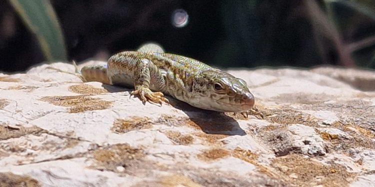 Una lagartija ibicenca, especie amenazada por la plaga de serpientes.