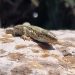 Una lagartija ibicenca, especie amenazada por la plaga de serpientes.