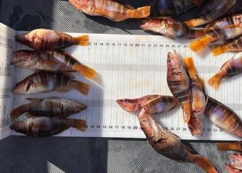 Detalle de capturas de vacas (Serranus scriba) con talla inferior a la establecida en Reservas Marinas (foto cortesía Servicio de Vigilancia Pesquera Reservas Marinas).