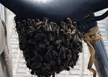 Las abejas, bajo el sillín de la bicicleta. Foto Policía Local de Ibiza
