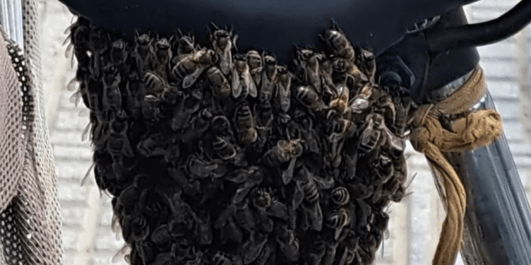 Las abejas, bajo el sillín de la bicicleta. Foto Policía Local de Ibiza