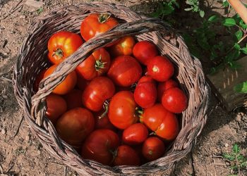 L'estiu passat vaig regalar moltes tomates.