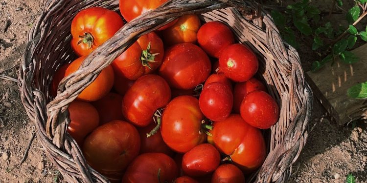 L'estiu passat vaig regalar moltes tomates.