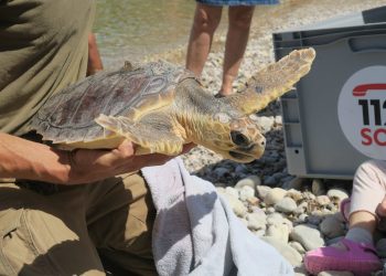 Una tortuga liberada en la costa de Sant Antoni en  Ibiza. Foto: Ayto. Sant Antoni