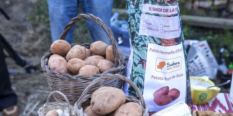 Patata ibicenca, otra de las joyas del campo de Ibiza.