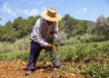 Un agricultor en una finca de Ibiza de patata roja. Foto Consell