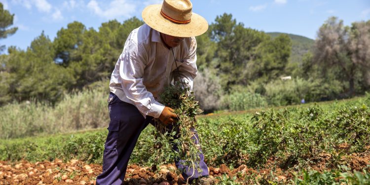 Un agricultor en una finca de Ibiza de patata roja. Foto Consell