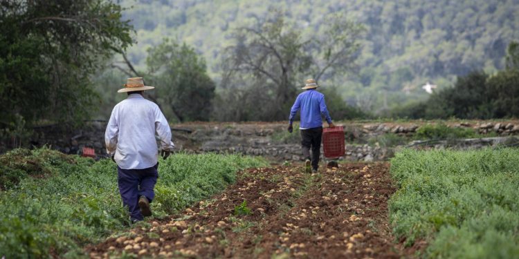 Pageses en un campo de patata de Ibiza. Foto Consell