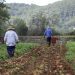 Pageses en un campo de patata de Ibiza. Foto Consell