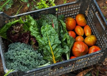 He après a fer hort gràcies als güelos. Marina Ribas