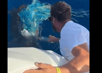 Joan Ribas rescatando ayer a una tortuga enredada en un palangre ilegal. Imágenes cedidas a Noudiari