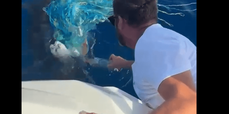 Joan Ribas rescatando ayer a una tortuga enredada en un palangre ilegal. Imágenes cedidas a Noudiari