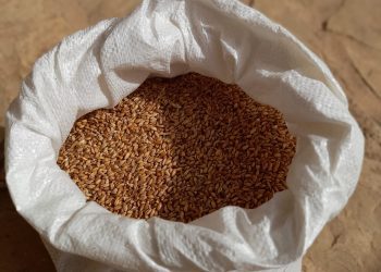 Saco con trigo de 'xeixa'.