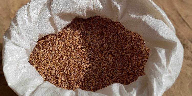 Saco con trigo de 'xeixa'.