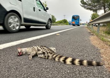 Jineta atropellada, hallada hoy en una cuneta de la carretera de Santa Eulària. Fotos Paco Natera.